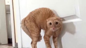 Приколы 2018 лучшие испуги котов. До слез! Смотреть всем.