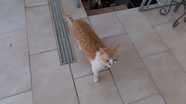 Sony HX7V Test Cat Video at High resolution смотреть онлайн