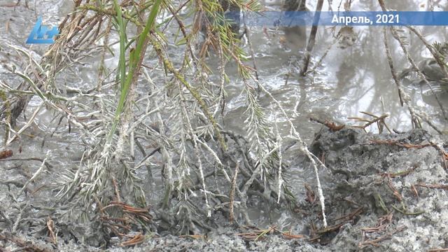 Новогодний выпуск «Дежурного по городу» смотреть онлайн