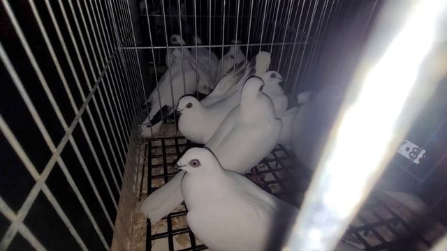 Ludzie szukają do par. Duży targ w Wyszkowie. Ciężko będzie ogarnąć lęgi w tym roku. смотреть онлайн