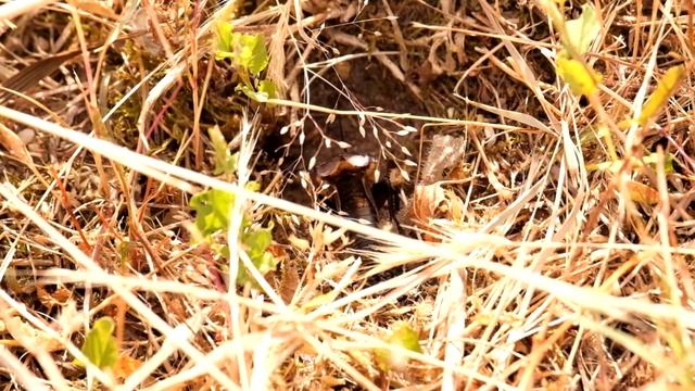 Сверчок полевой (лат. Gryllus campestris) смотреть онлайн