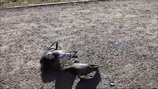 Голуби дерутся за еду