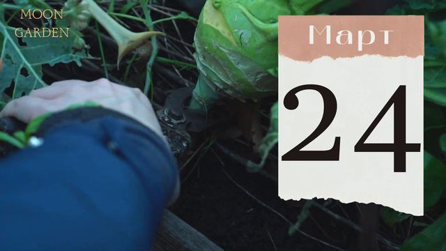 КАПУСТА: лунный посевной календарь на МАРТ 2024! Когда сеять брокколи, кольраби, цветную и кочанную смотреть онлайн