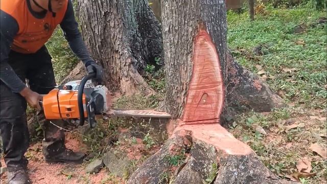 Beautiful Red Wood Swietenia Mahogany Tree Cutting With STIHL MS 881