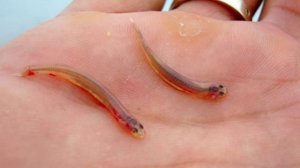 Самые опасные рыбы на планете  Топ 5