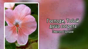 Господи, Тобой душа согрета (+)