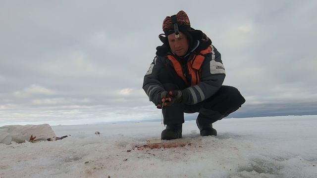 Крупная плотва зимой на крашеное сало! Рыбалка на Чудском озере(Тёплое озеро). смотреть онлайн