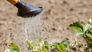 ПОДКОРМКА КЛУБНИКИ ДРОЖЖАМИ. ЧЕМ ПОДКОРМИТЬ КЛУБНИКУ ВЕСНОЙ. ДРОЖЖИ ДЛЯ КЛУБНИКИ.