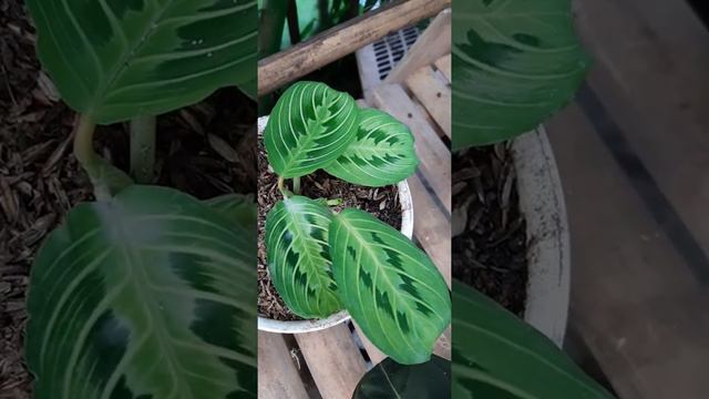 Review Maranta Kepiting Hijau / Calathea Leucounera Lemon Lime смотреть онлайн