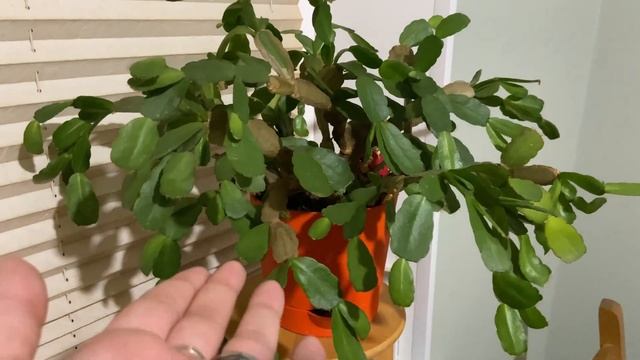 МОРОЖЕНОЕ 21+/ ТЕПЕРЬ И У МЕНЯ ЕСТЬ ПРОПАГАНДА / ЗАКУПКА ПРОДУКТОВ НА 5000