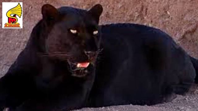 Black PANTHERS , Panther Roar Sound Effect And Pictures = Animal Sound For Children
