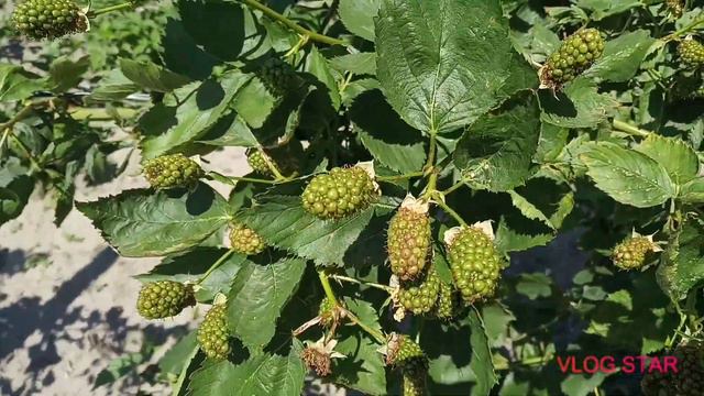 Ожина Натчез формує ягоди смотреть онлайн