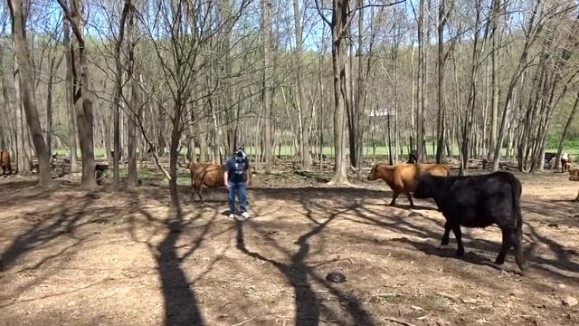 Wearing Cow Mask with Cows (How do they react?) смотреть онлайн
