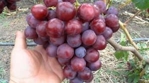 Виноград - Альянс .