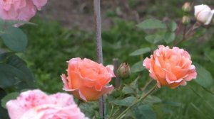 .Сравнение.Роза Полька.