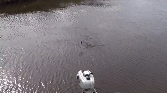 рыбалка 2019 не вошедшее