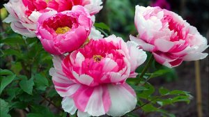 18 сортов Древовидных пионов, которые планирую посадить.