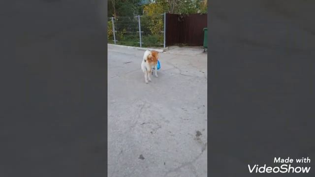 Акита-ину Волгоград смотреть онлайн