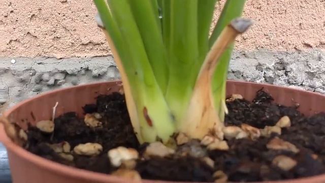 Agave stricta nana medicinal plant