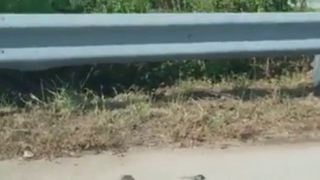 Игра кошки-мышки, только наоборот. смотреть онлайн