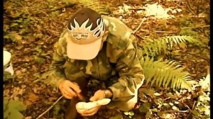 Гриб Веселка  Как собирают веселку Применение