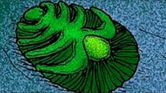 Развитие жизни на Земле (The Evolution of Life) - Прекамбридий (Praecambridium sigillum) смотреть онлайн