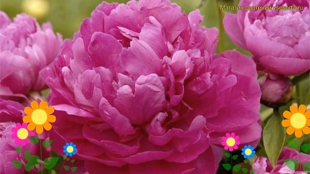 Пион молочноцветковый Ричез энд Фэйм. Краткий обзор, описание Paeonia Lactiflora Riches & Fame