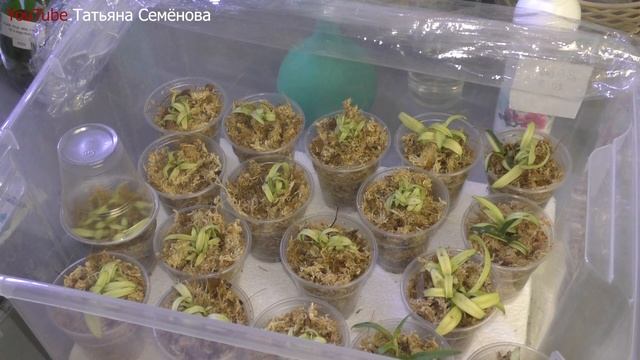 Орхидеи. Сеянцы дендробиума из фласки. Первая неделя. Уход и выращивание. смотреть онлайн