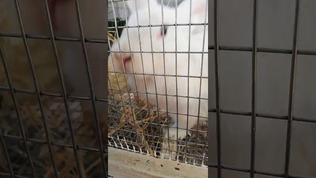 подготовка к окролу. крольчиха готовит гнездо...... смотреть онлайн