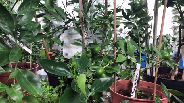 ОШИБКИ при ВЫРАЩИВАНИИ ЦИТРУСОВ! И других растений для новичков и не только!