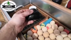 ДЕЗИНФЕКЦИЯ инкубационного яйца, перед закладкой в инкубатор.