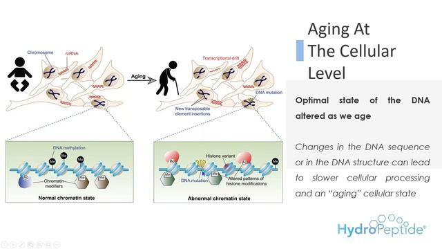Webinar: HydroPeptide + Epigenetics смотреть онлайн