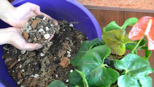 АНТУРИУМ СУБСТРАТ. АНТУРИУМ ГРУНТ. АНТУРИУМ ПЕРЕСАДКА. АНТУРИУМ УХОД. смотреть онлайн