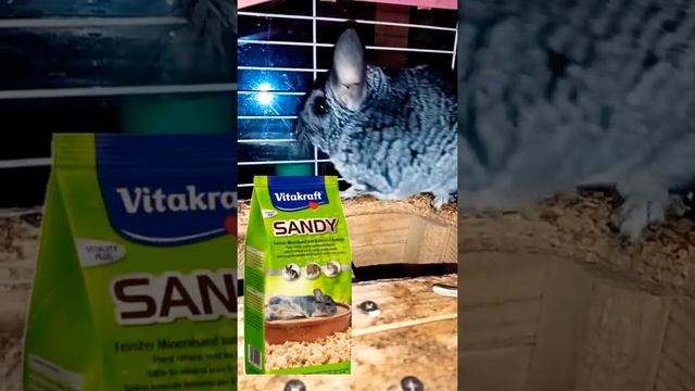 Как и чем кормить шиншилл?? смотреть онлайн