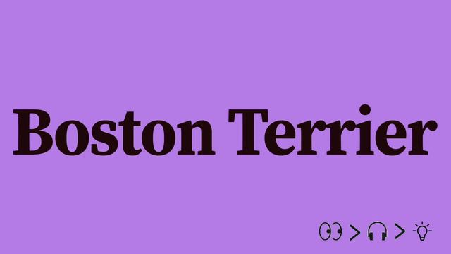 Boston Terrier Pronunciation and Meaning смотреть онлайн