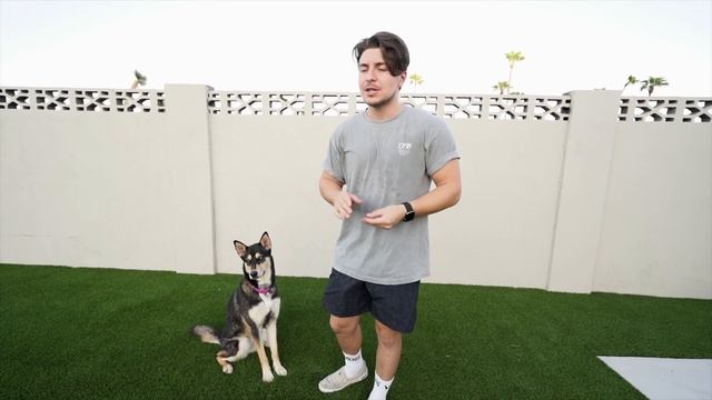 TOP REASON NOT TO OWN A GERMAN SHEPHERD HUSKY(SHEPSKY) смотреть онлайн