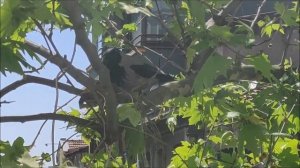 Вороны делают гнездо  весь процесс Стамбул весна