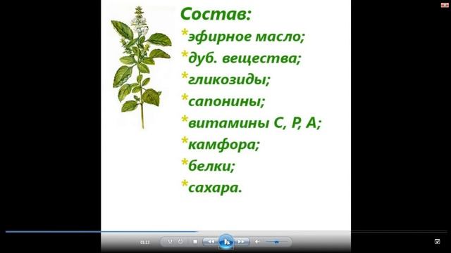 Базилик Полезные свойства