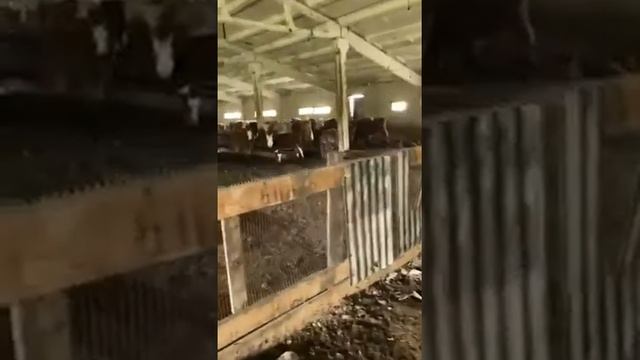 Отзыв клиента @arkasha1g по кормовой добавке БИЭМ-КД КРС. Рост и увеличение привесов.