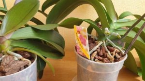 Воздушные корни орхидеи || Что делать с воздушными корнями орхидеи