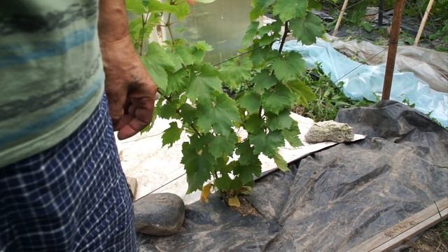 Виноградник Дмитрия Ляшкевича 2023 смотреть онлайн