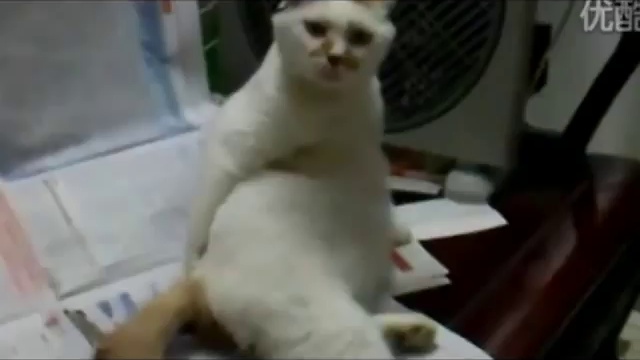 КОТЭ УГАР !!!!!!!!!! смотреть онлайн