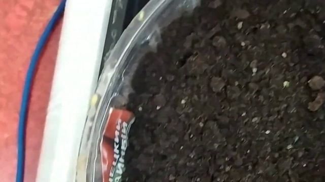 Посадка семян баклажанов на рассаду. смотреть онлайн