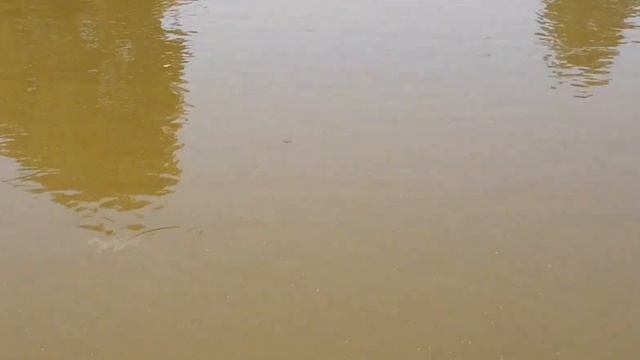 РОСТ мальков КАРПА в пруду: 8 - 35 день смотреть онлайн