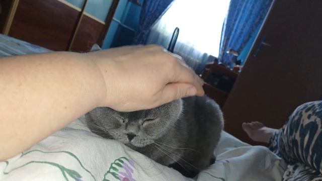 Котик требует ласки / Не хочет играть / КОШКИН ДОМ смотреть онлайн