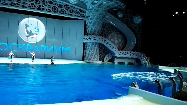 Касатки в Москвариуме смотреть онлайн