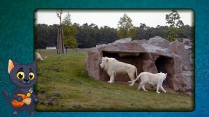 Невероятные альбиносы