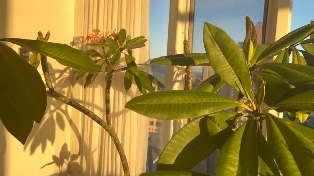 Plumeria Indoor Care (frangipani Houseplant)