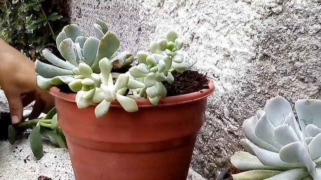 Echeveria Runyonii Topsy Turvy / cuidados y reproducción смотреть онлайн