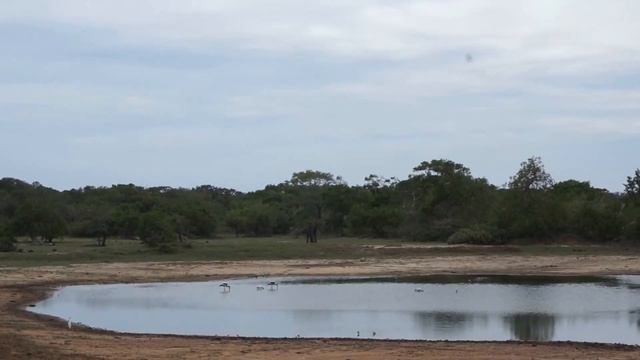 Лето зимой - каникулы на Шри Ланке смотреть онлайн